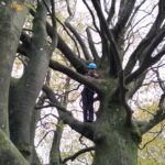 Tree climbing!